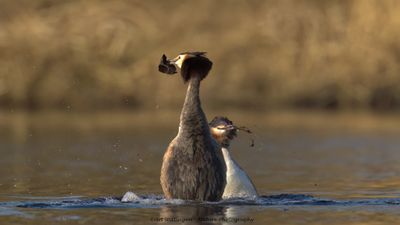 Podiceps Cristatus / Fuut / Great Crested Grebe