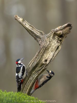 R6II0065-Grote Bonte Specht.jpg