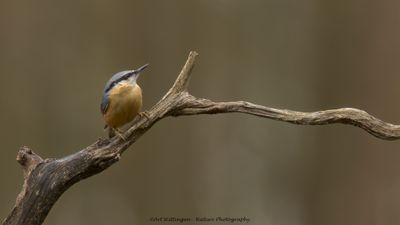 R6II0205-Boomklever.jpg