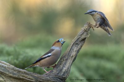 R6II9680-Appelvink.jpg