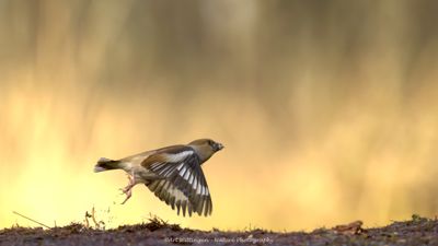 R6II9782-Appelvink.jpg