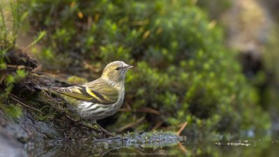 R6II9815-Sijs.jpg