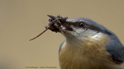 R6II9880-Boomklever.jpg