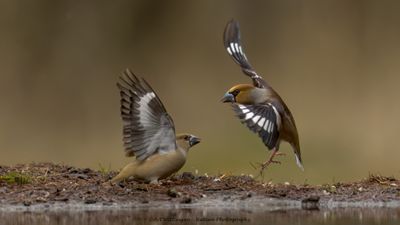 R6II0246-Appelvink.jpg