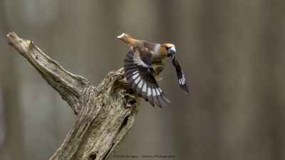 R6II0271-Appelvink.jpg
