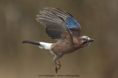 R6II0019-Gaai.jpg