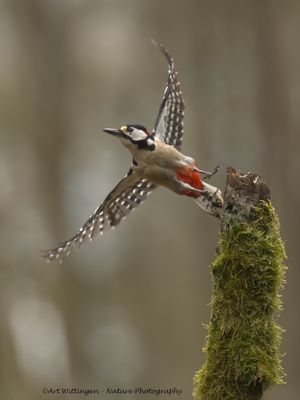 R6II9986-Grote Bonte Specht.jpg