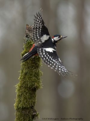R6II9993-Grote Bonte Specht.jpg