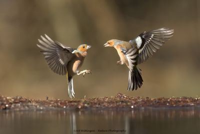 R6II0895-Vink.jpg