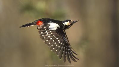 R6II0911-Grote Bonte Specht.jpg
