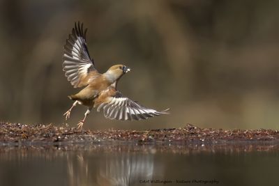 R6II0916-Appelvink.jpg