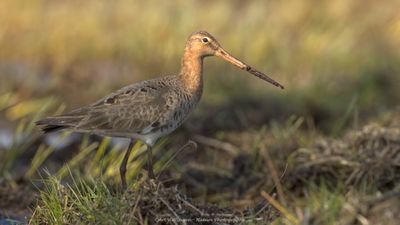 Limosa limosa / Grutto / Black-tailed Godwit