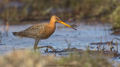 Limosa limosa / Grutto / Black-tailed Godwit