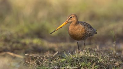 Limosa limosa / Grutto / Black-tailed Godwit