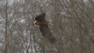 Haliaeetus albicilla / Zeearend / White-tailed Eagle
