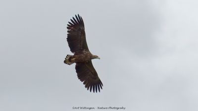 Haliaeetus albicilla / Zeearend / White-tailed Eagle
