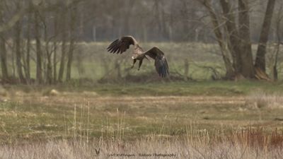 Haliaeetus albicilla / Zeearend / White-tailed Eagle