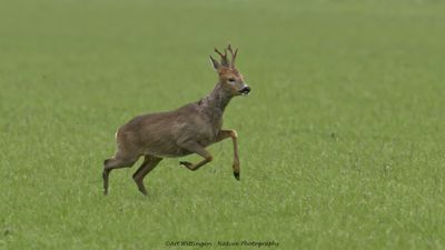 Capreolus capreolus / Ree / Roe Deer