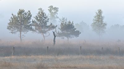 R6II6397 Mist.jpg