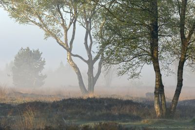 R6II6405 Mist.jpg