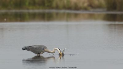 Ardea Cinerea / Blauwe Reiger / Grey Heron