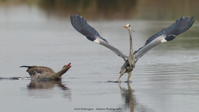 Ardea Cinerea / Blauwe Reiger / Grey Heron