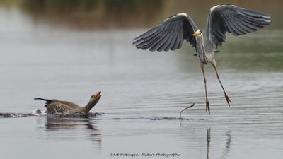Ardea Cinerea / Blauwe Reiger / Grey Heron