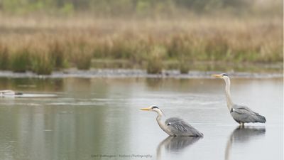 Ardea Cinerea / Blauwe Reiger / Grey Heron