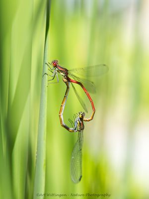 Vuurjuffer / Large Red Damselfly