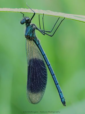 Weidebeekjuffer / Banded Demoiselle
