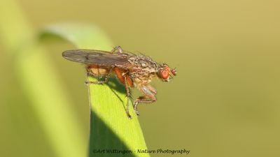 Flies