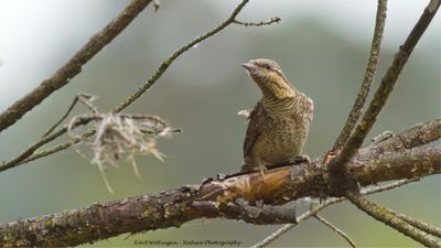Draaihals / Eurasian Wryneck