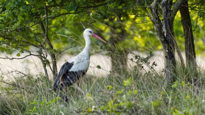 Ooievaar / White Stork