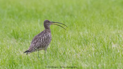Numenius Arquata / Wulp / Eurasian Curlew