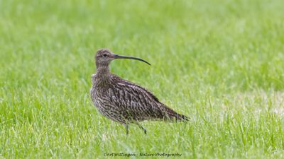 Numenius Arquata / Wulp / Eurasian Curlew