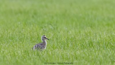 Numenius Arquata / Wulp / Eurasian Curlew