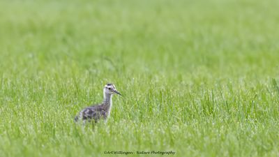 Numenius Arquata / Wulp / Eurasian Curlew