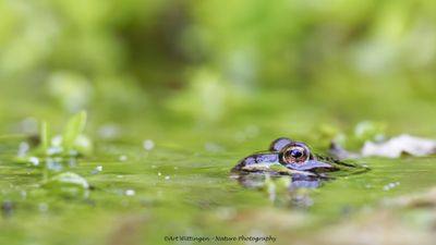 Groene Kikker / Edible Frog / Rana esculenta