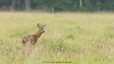 Ree / Roe Deer