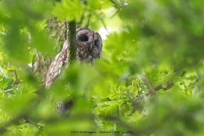 Bosuil / Tawny owl