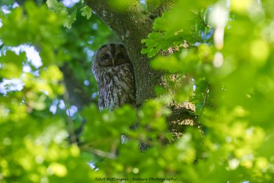 Bosuil / Tawny owl