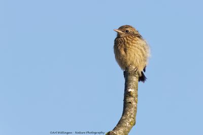 Saxicola Rubicola / Roodborsttapuit / European Stonechat