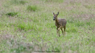 Capreolus capreolus / Ree / Roe Deer