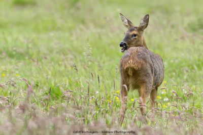 Ree / Roe Deer