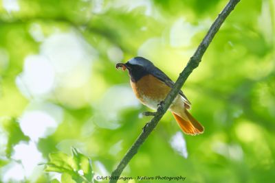 Gekraagde Roodstaart / Redstart