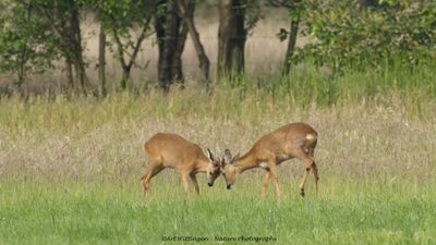 Capreolus capreolus / Ree / Roe Deer