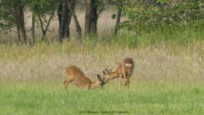 Capreolus capreolus / Ree / Roe Deer
