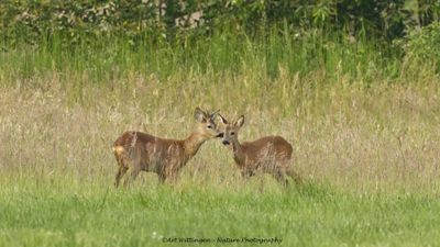 Ree / Roe Deer