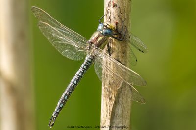 Brachytron pratense / Glassnijder / Hairy Dragonfly