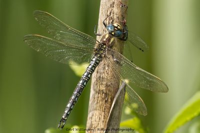 Glassnijder / Hairy Dragonfly